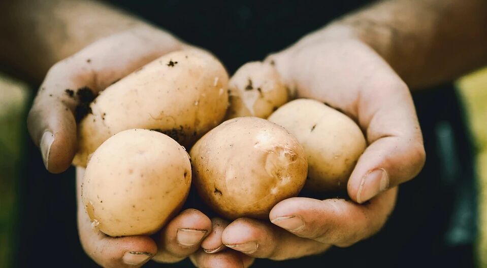 Kartoffeln wirken sich positiv auf die Gesundheit von Männern aus