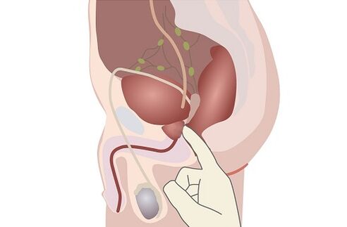 männliche Prostata-Anatomie